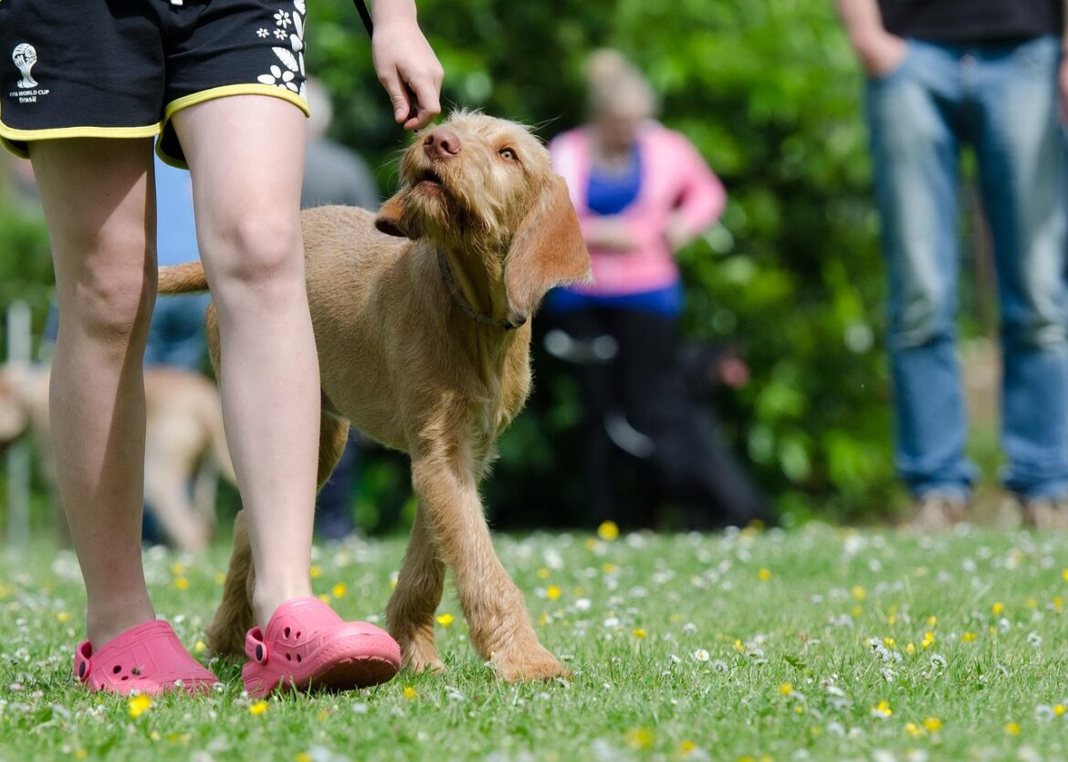 Mastering Basic Commands: Your Ultimate Guide to Obedience Training for Dogs