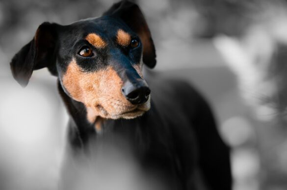 Sneeze-Free Companions:Top Hypoallergenic Dog Breeds for Allergy Sufferers