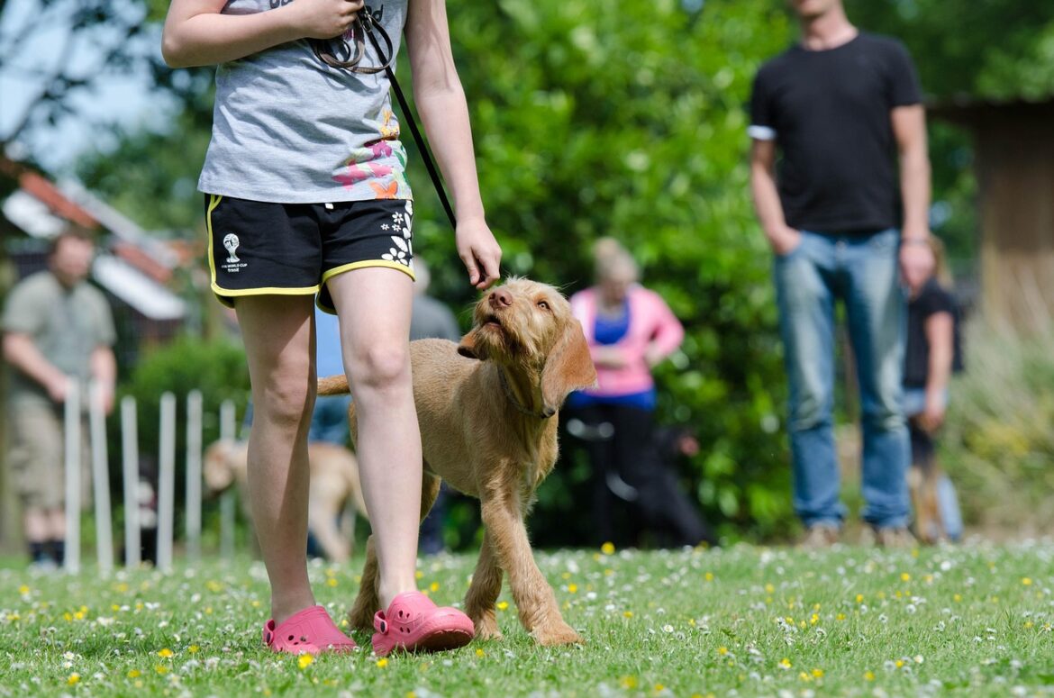 From Pup to Pro: The Timeline of Effective Training