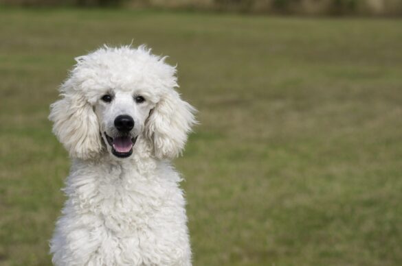 Top Athletic Dog Breeds for Active Lifestyles
