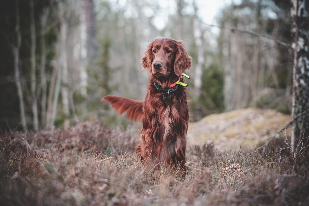 Unleashing Potential: The Power of Positive Reinforcement in Dog Training