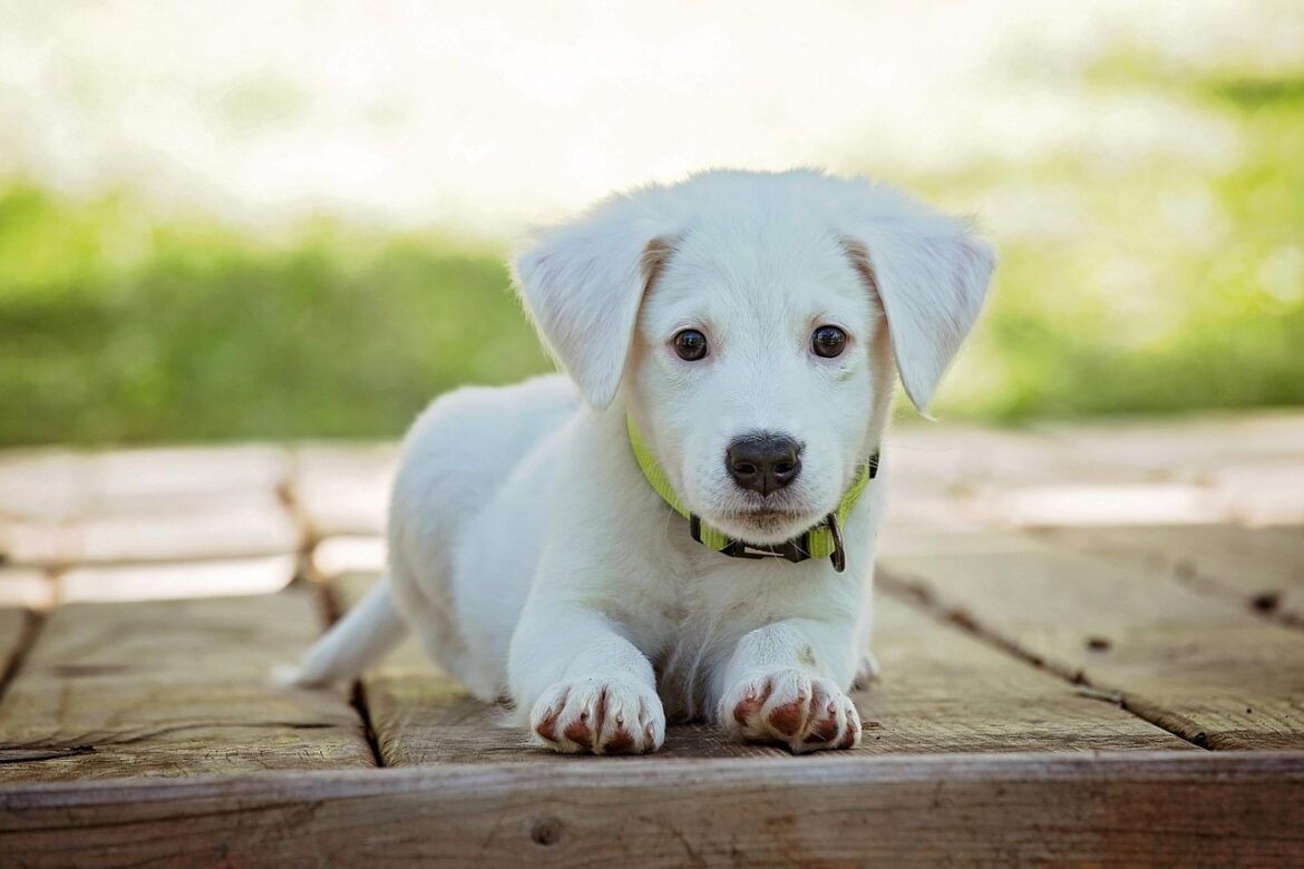 Top Choices for Healthy Dog Food Brands Catering to Sensitive Stomachs