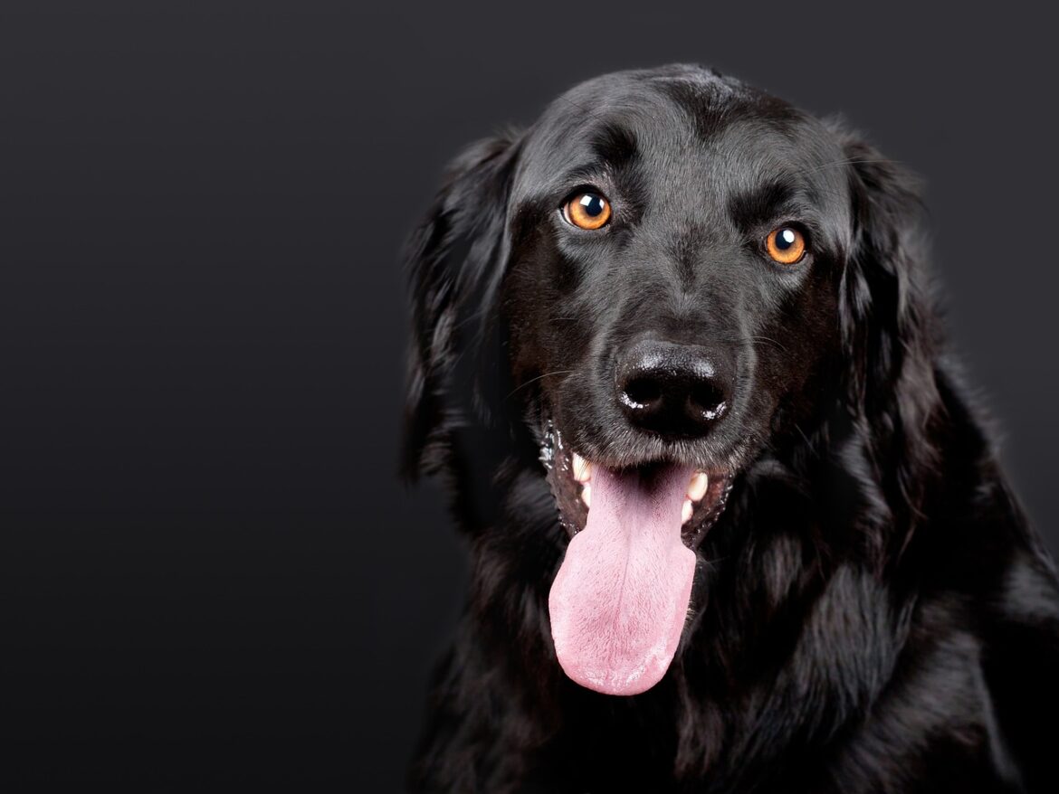 Green Paws: Eco-Friendly Dog Care Tips