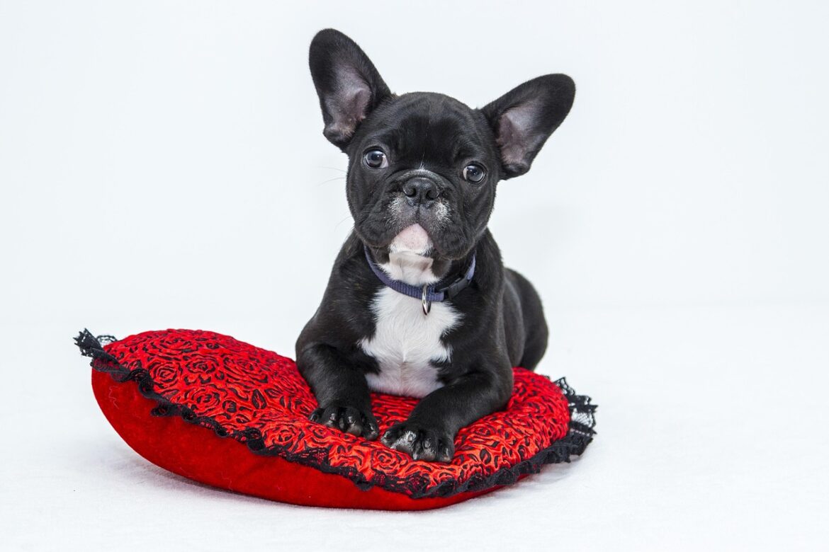Top Organic Dog Food Brands for Healthy Pets