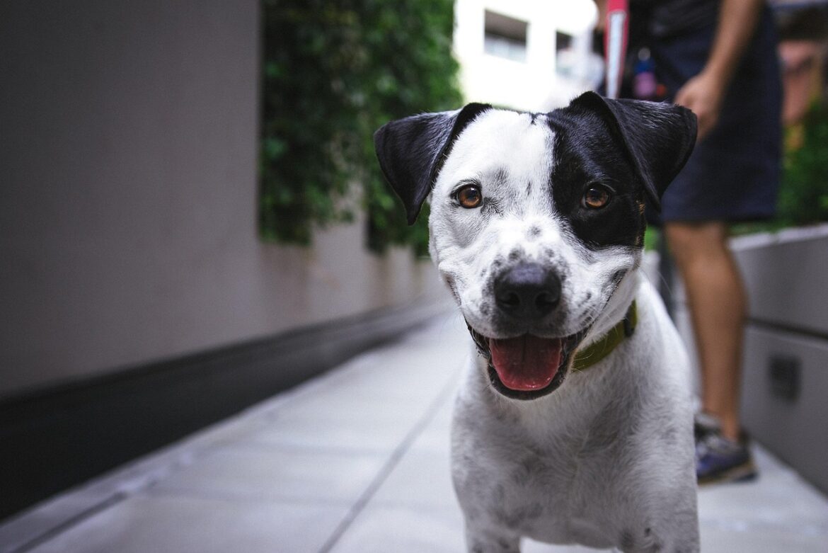 A Guide to Choosing the Perfect Pet
