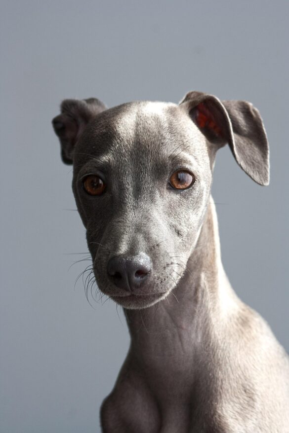 Essential Dog Care Tips for New Pet Owners