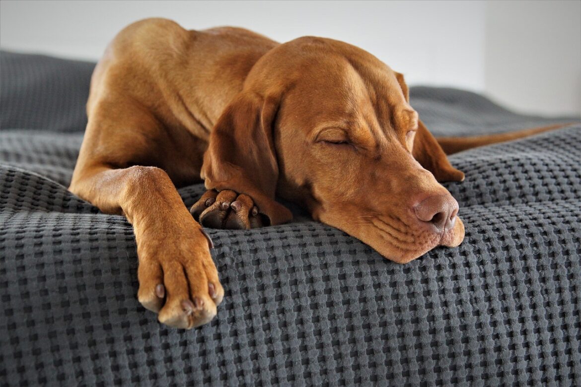 Smart Saving Strategies for Pet Owners