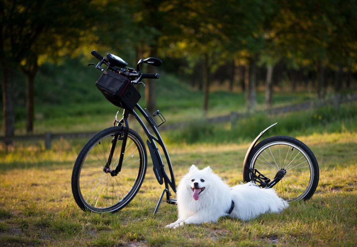 Common Training Mistakes by Dog Owners