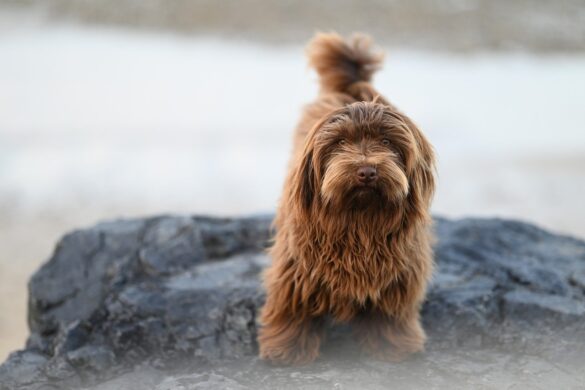Top Choices for High-Protein Dog Food