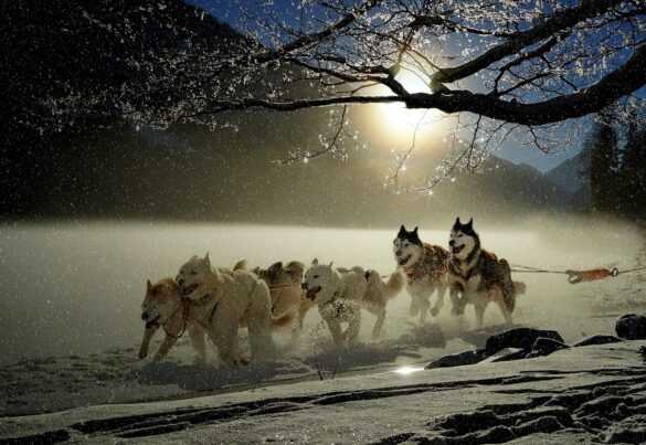 Mastering the Art of Daily Exercise for Your Dog