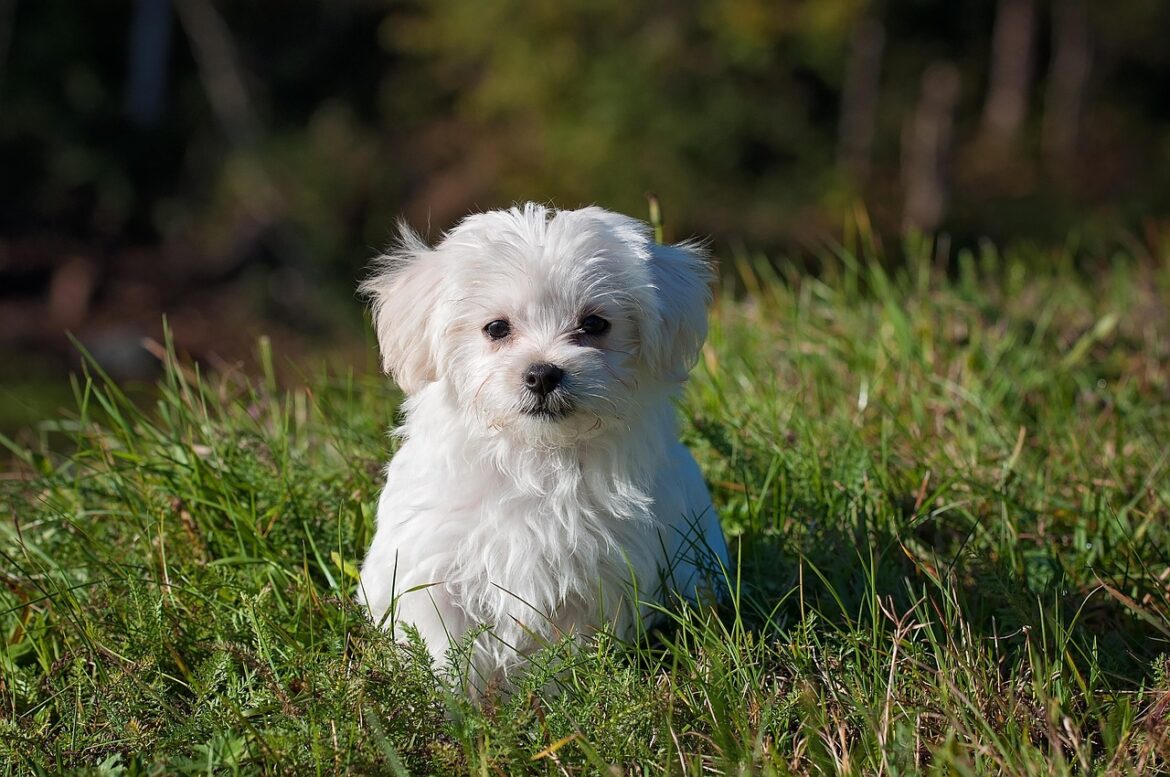 Raw Food Diet for Dogs: Exploring the Benefits and Risks