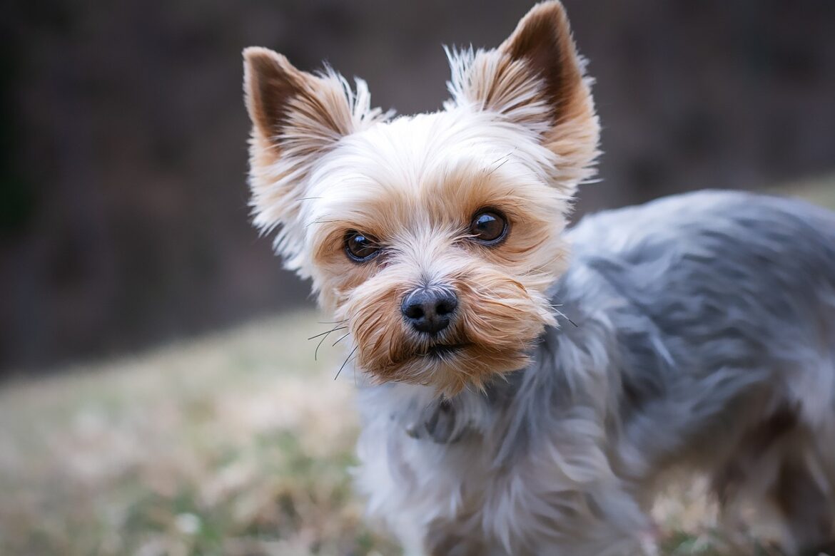 Effortless Dog Grooming Hacks for At-Home Care