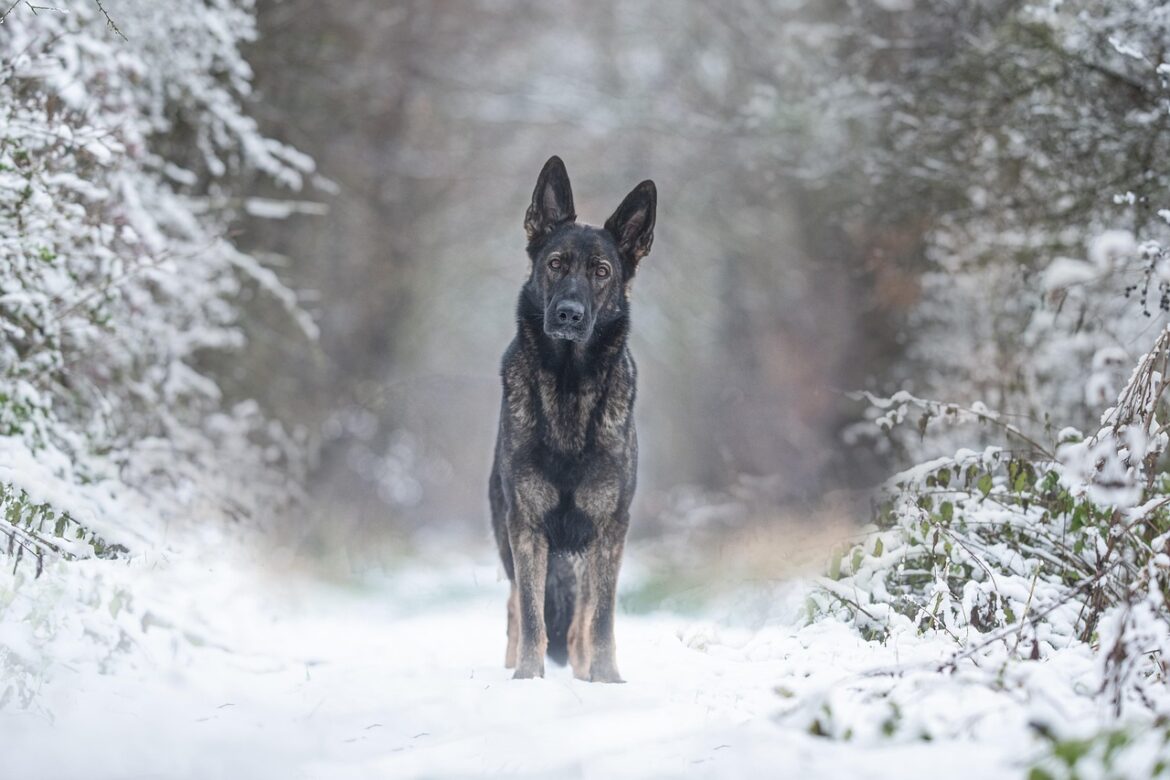 Ultimate Guide to Traveling with Your Dog