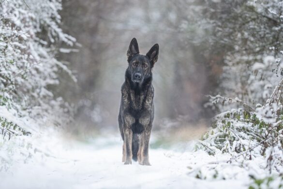 Ultimate Guide to Traveling with Your Dog