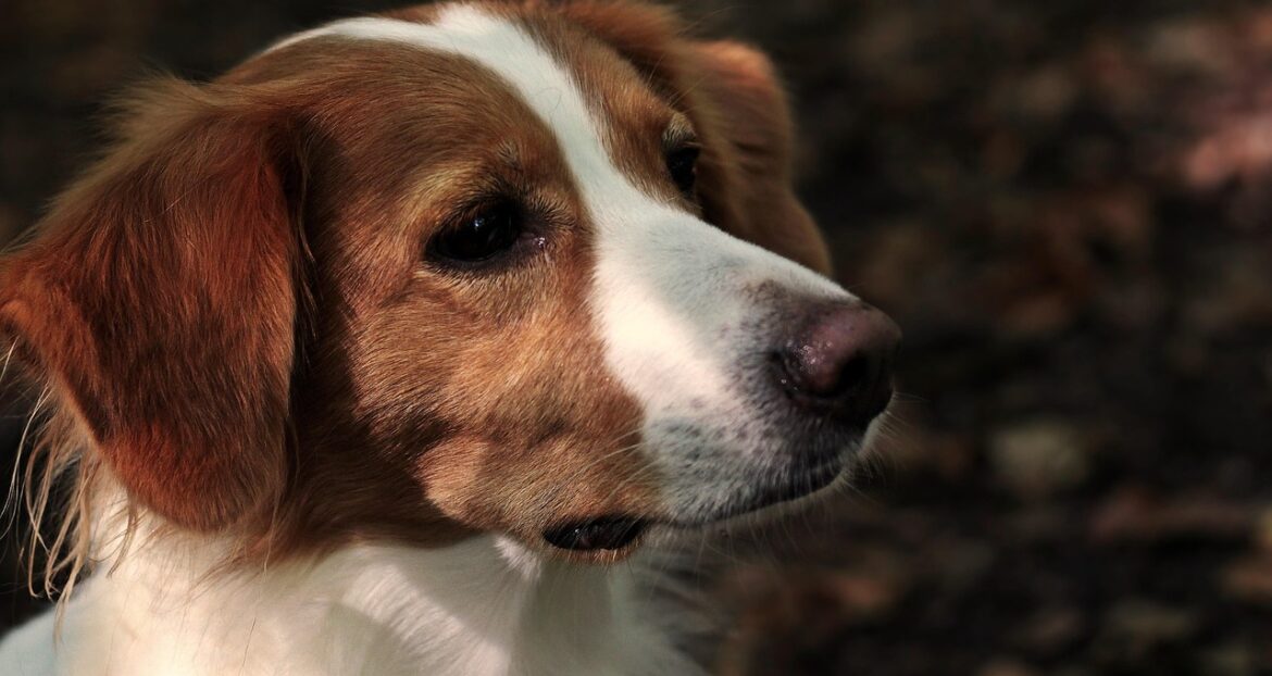 Cuddle Companions: Dogs That Adore Snuggling