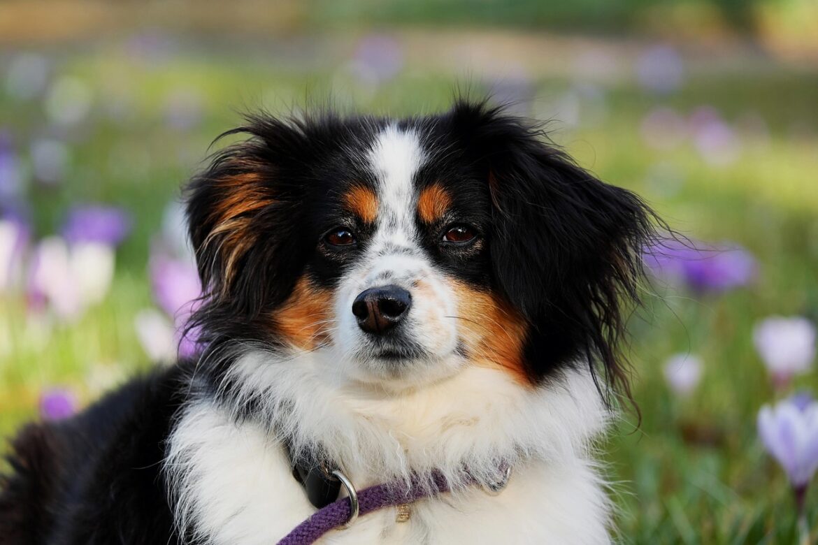 Understanding Portion Control in Small Breeds