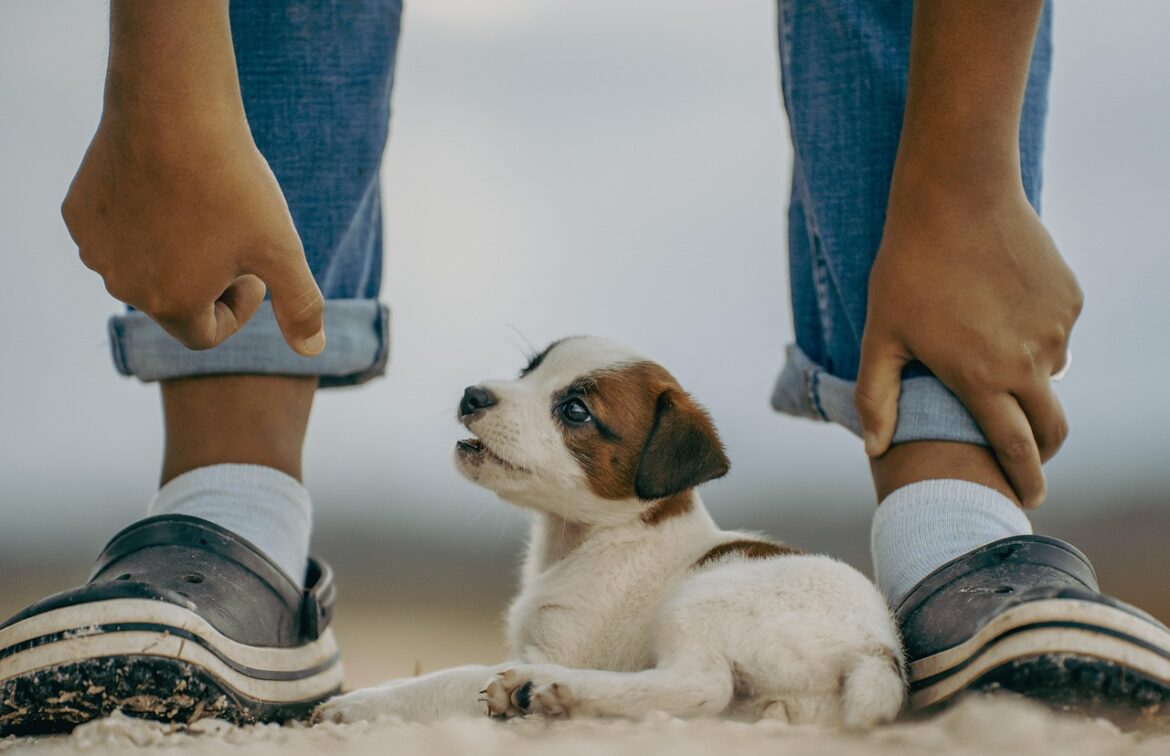 Ultimate Guide to Choosing Your Perfect Dog Breed