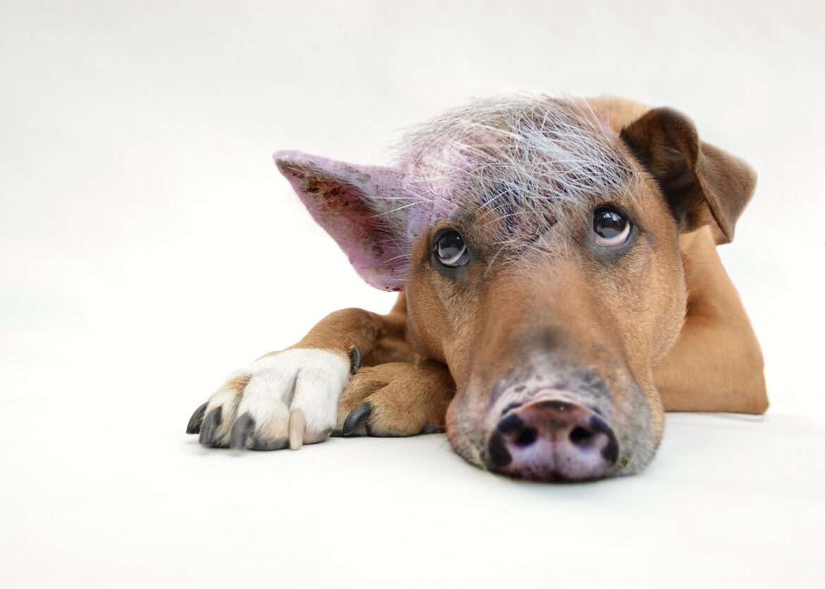 Essential Tips for a Thriving Pup
