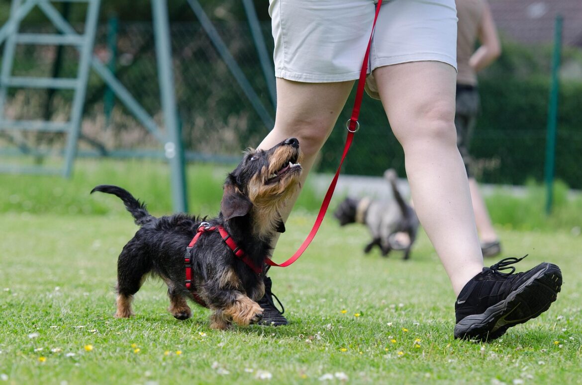 Essential Dog Training Tips for a Harmonious Home
