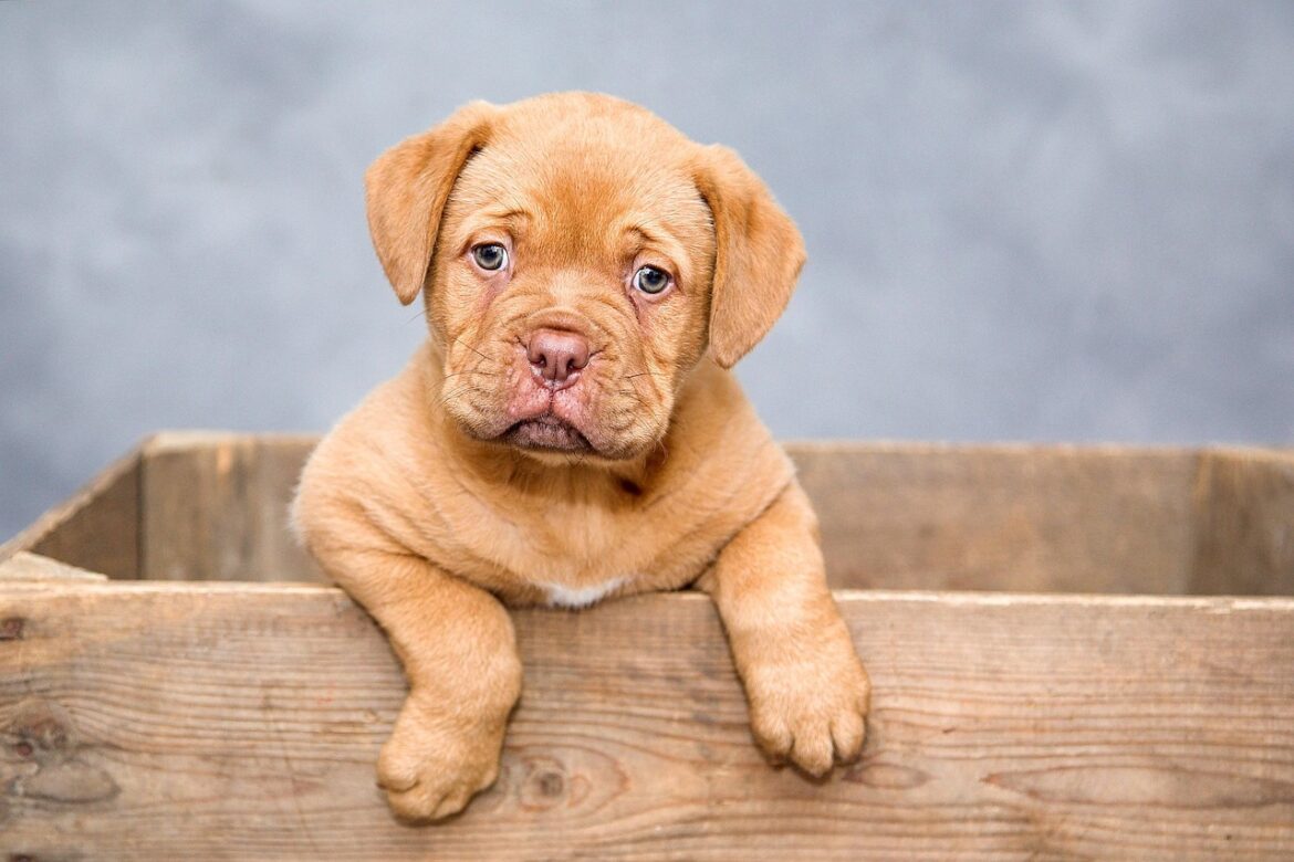 Innovative Solutions for Your Pet's Diet