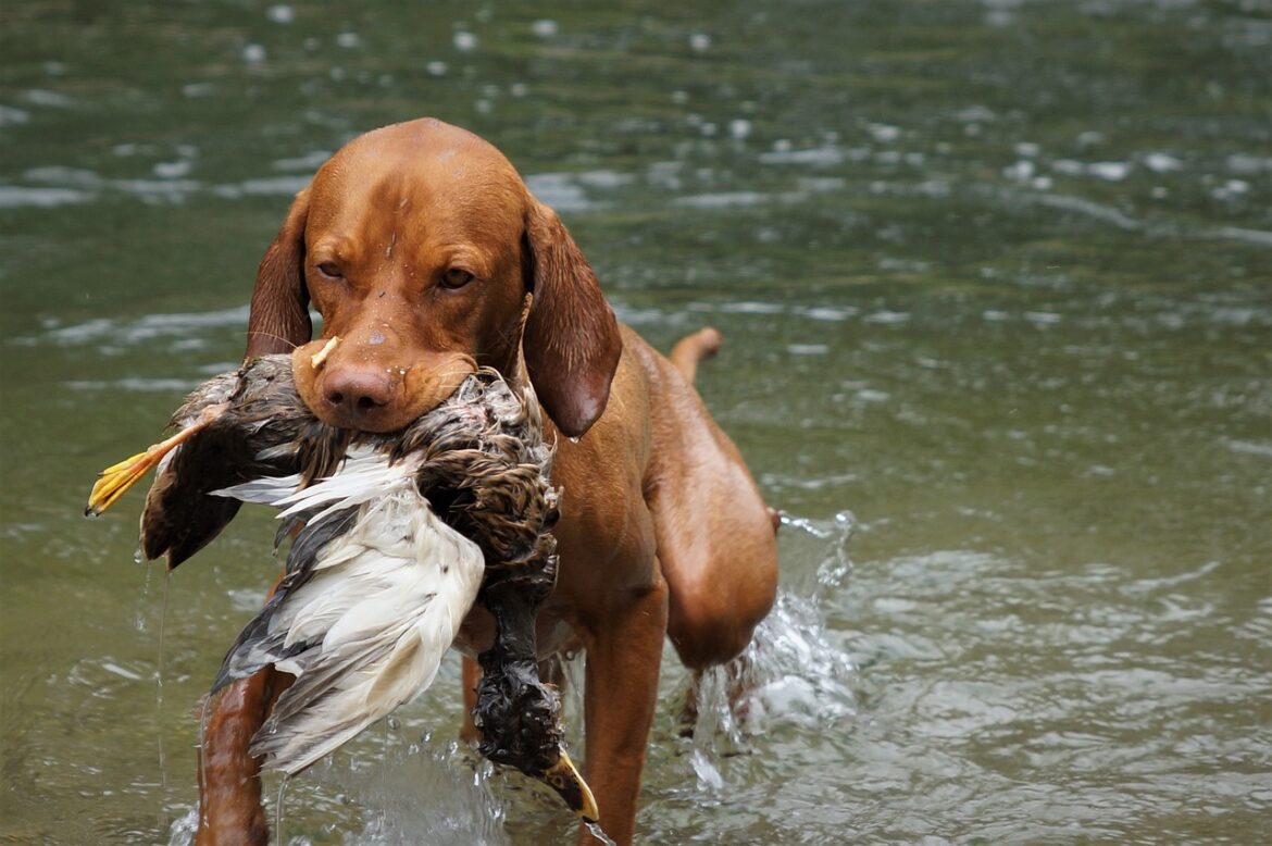 Mastering Canine Commands: A Step-by-Step Guide to Dog Training