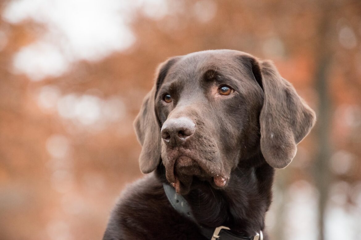 Common Dog Care Blunders: From Overfeeding to Neglecting Dental Health