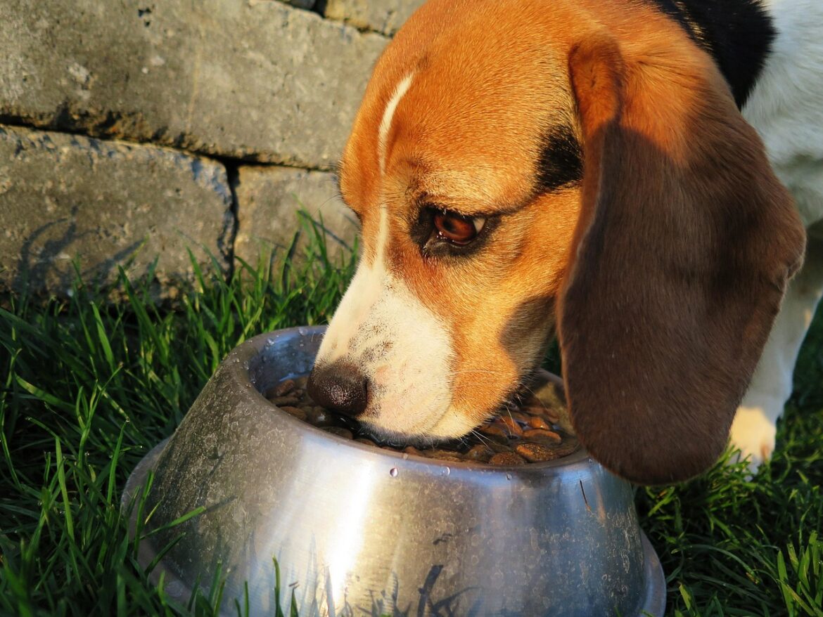 Discover the Benefits:How Proper Timing Can Improve Your Large Dog's Health