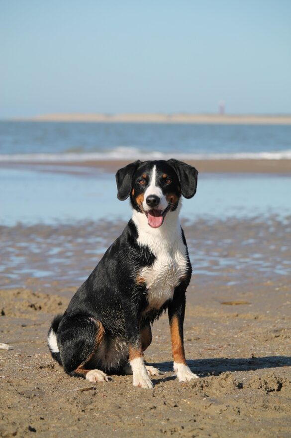 Essential Dog Care Tips for New Owners